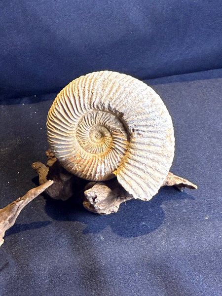 Ammoniet op drijfhout standaard – 7 cm
