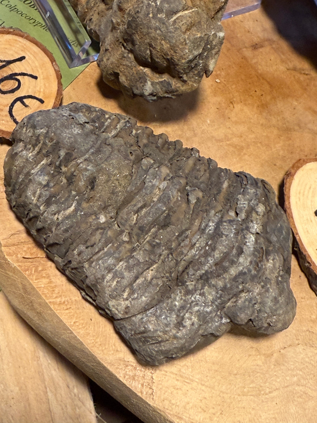 Trilobite – Morocco
