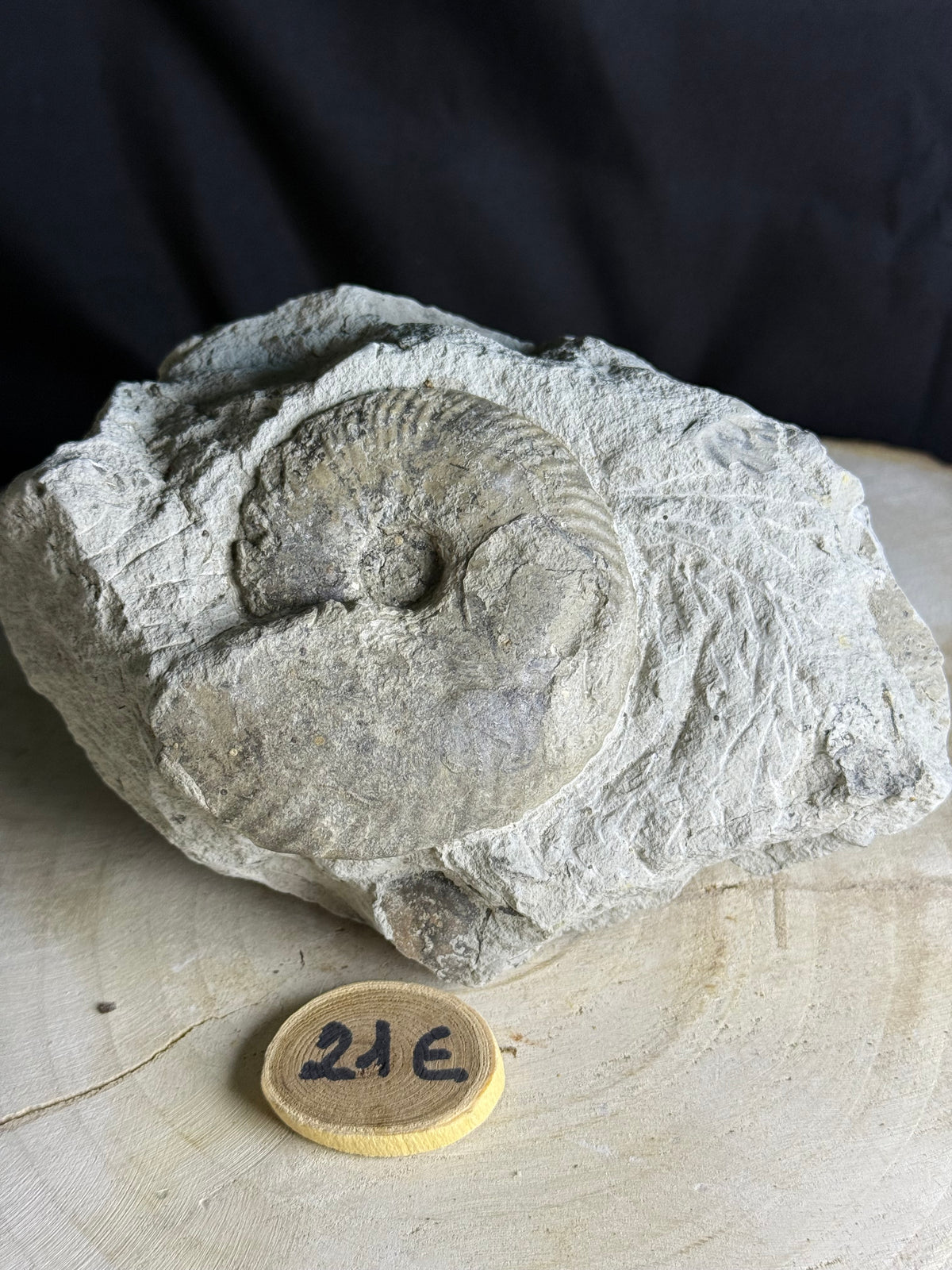 Belle ammonite fossile