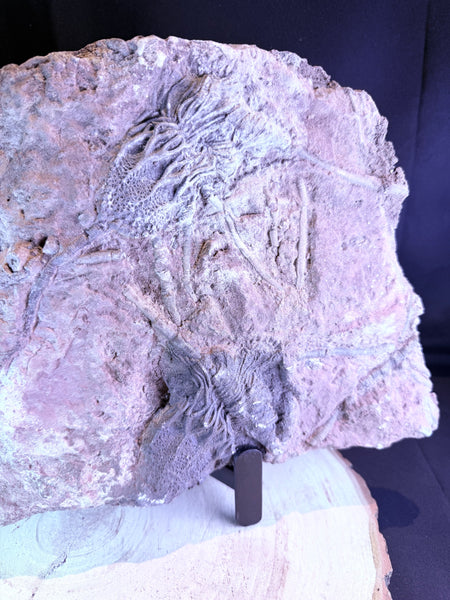 Fossiele zeelelie :een Crinoïde (45x25cm ca. 6kg)