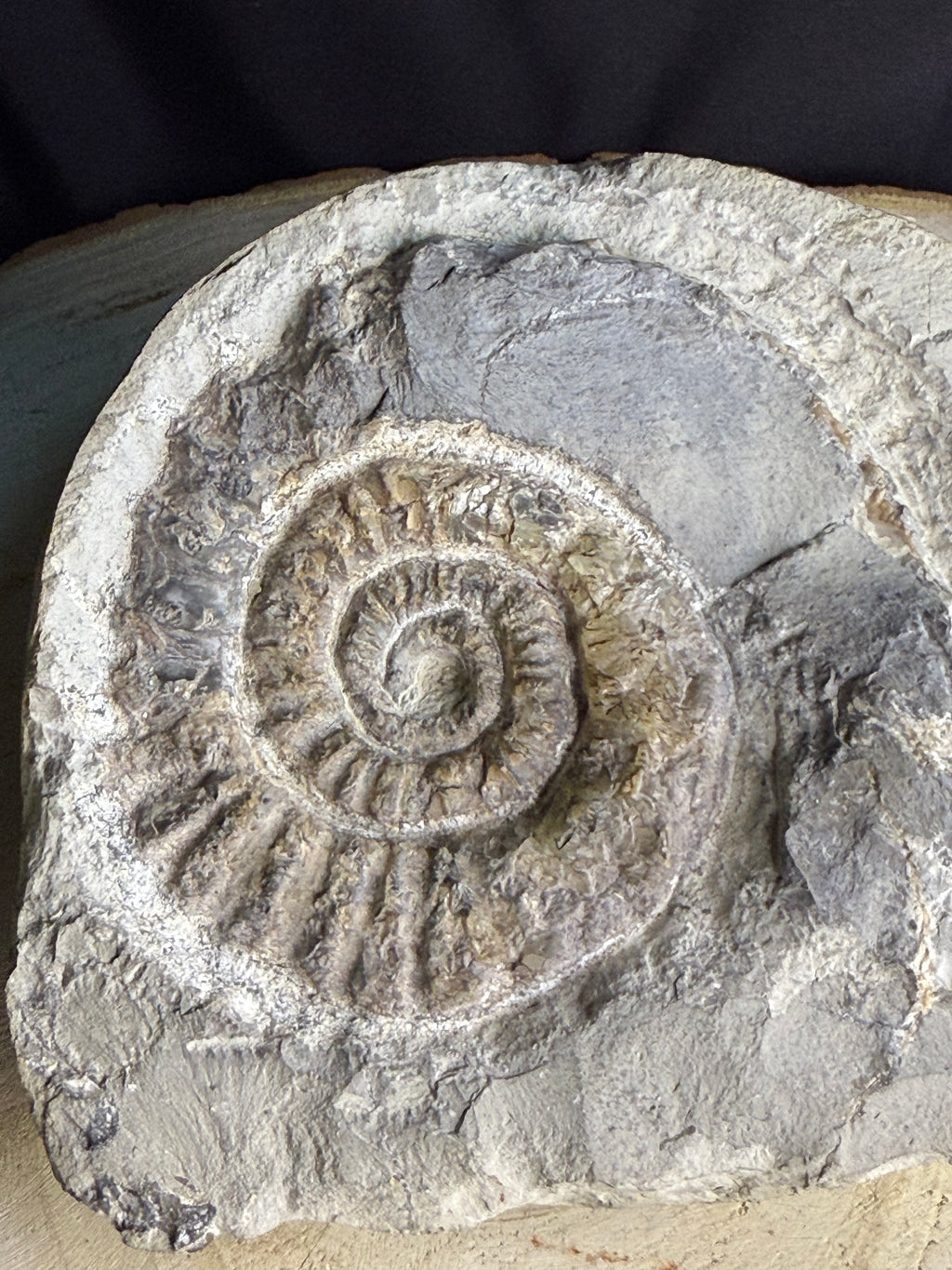 Belle ammonite dans la roche