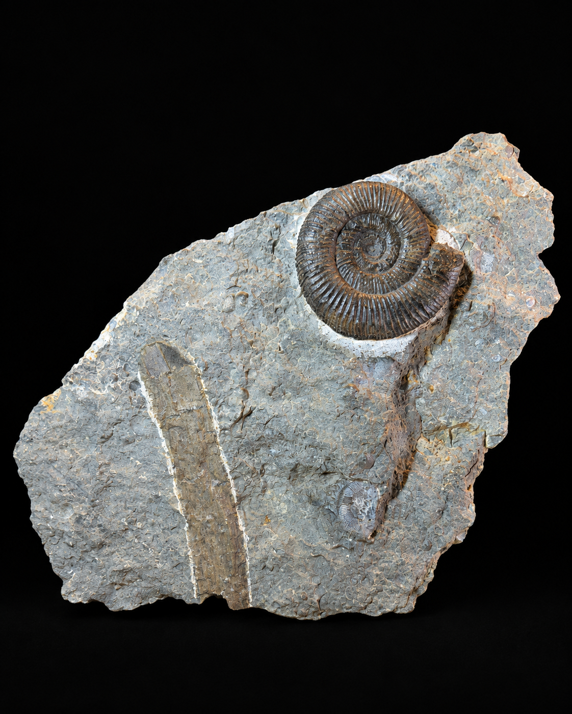 Dactylioceras ammonite with fossil wood – Jurassic – Germany