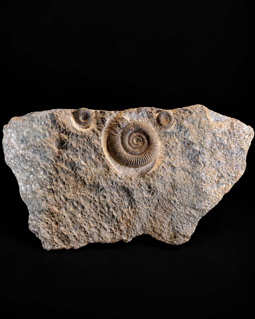 Plaque d'ammonites Dactylioceras – Jurassique – Allemagne – 30 cm