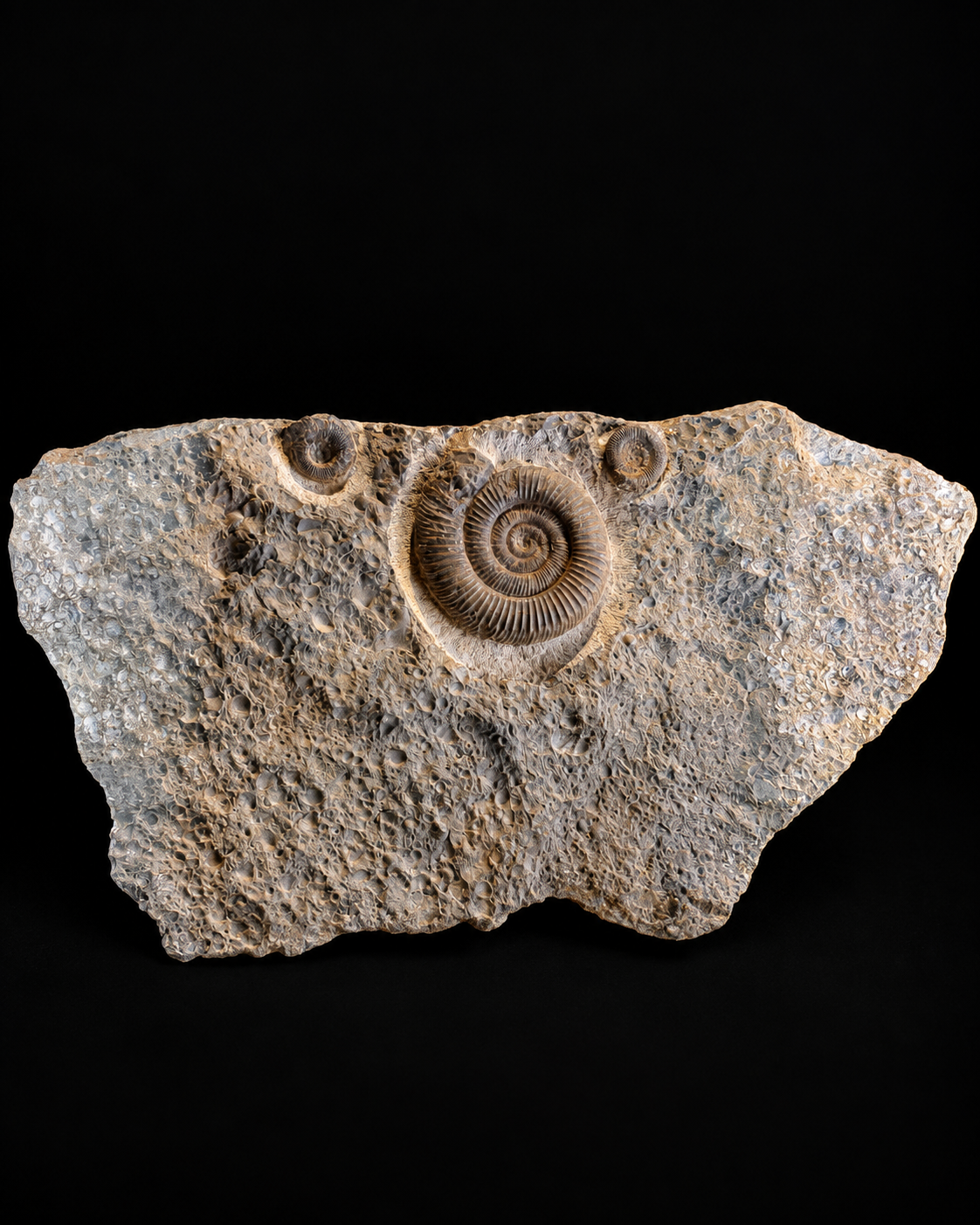 Dactylioceras ammonite plate – Jurassic – Germany – 30 cm