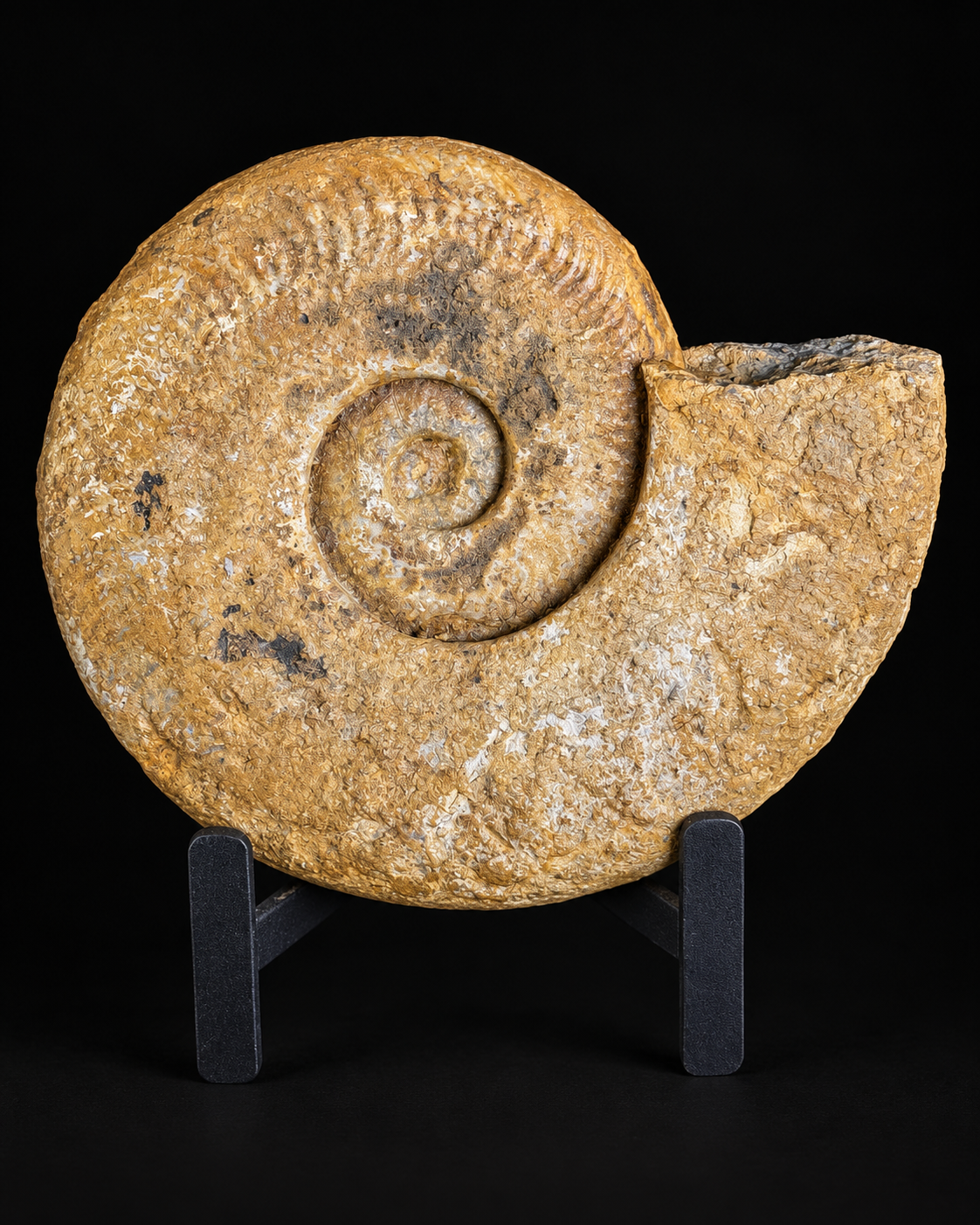 Fossil ammonite - approx. 16cm