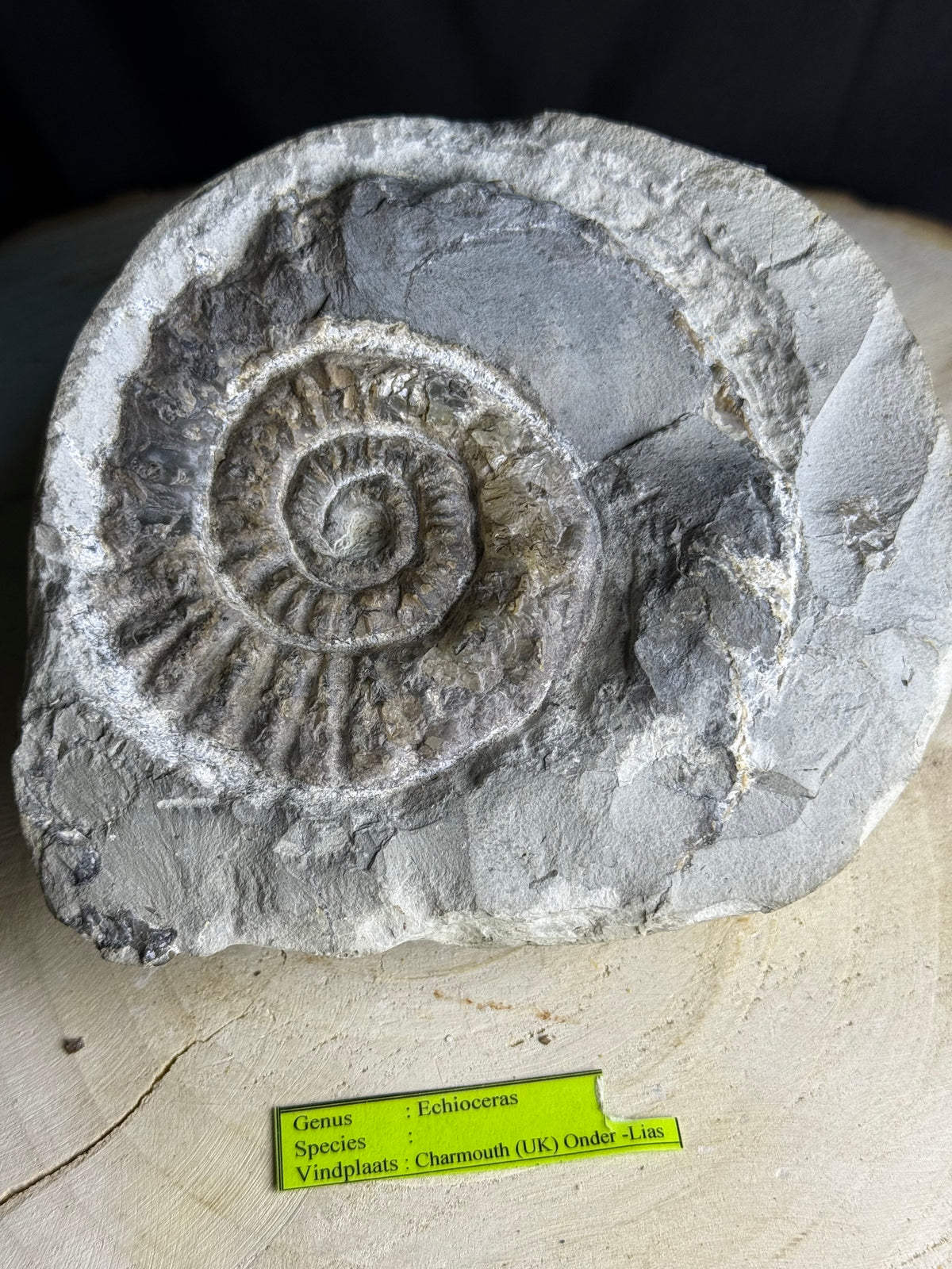 Belle ammonite dans la roche