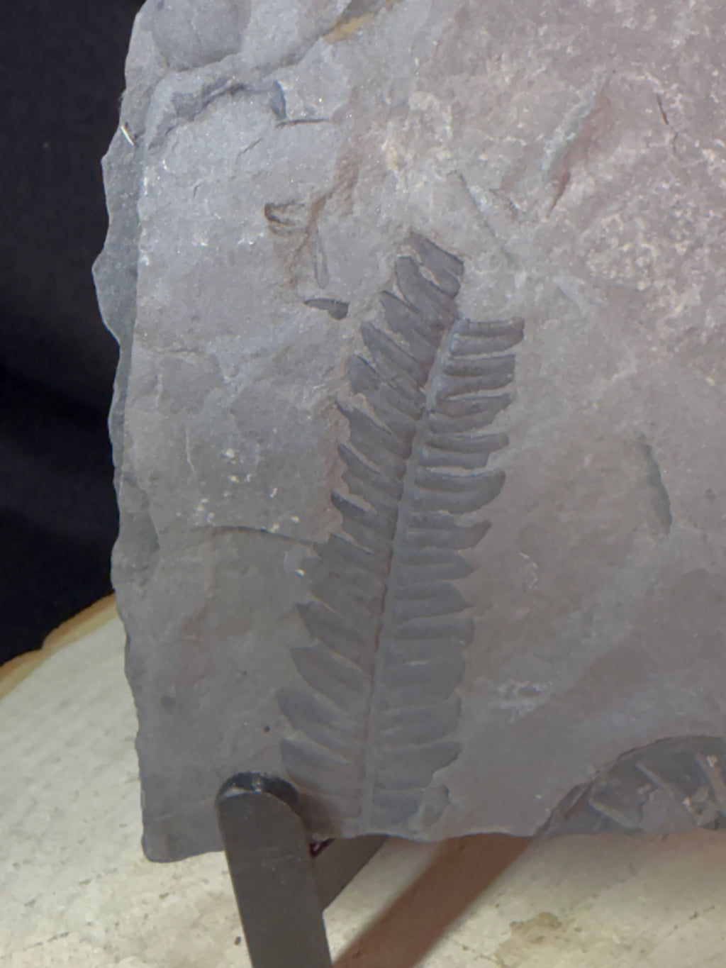 Fougère fossile sur ardoise – Callipterium pteridium