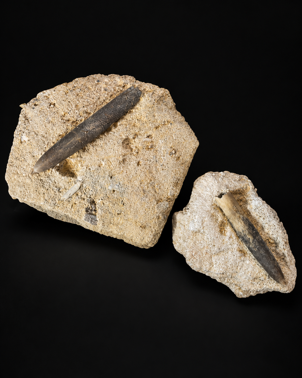 Bélemnite – Belemnitella mucronata – Belgique