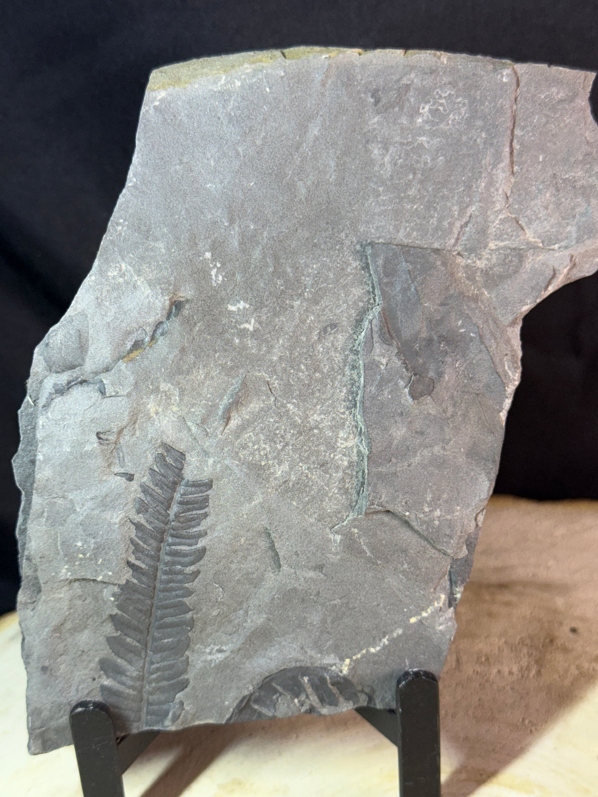 Fougère fossile sur ardoise – Callipterium pteridium