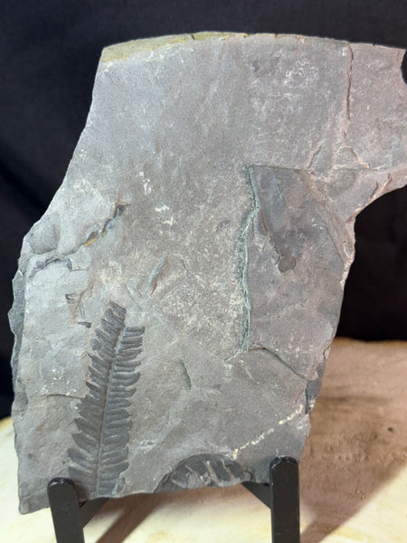 Fossiele varen op leisteen – Callipterium pteridium