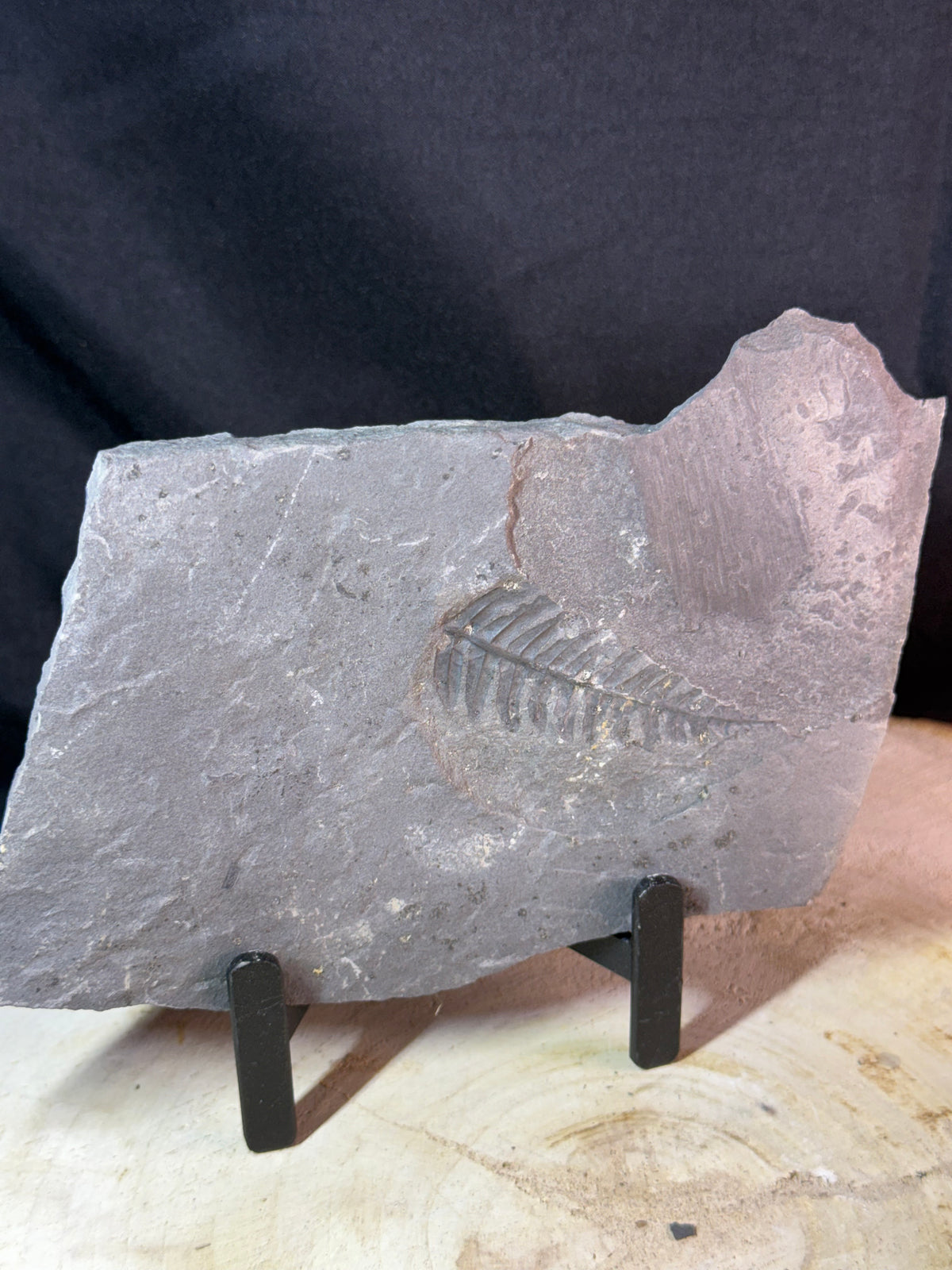 Fougère fossile sur ardoise – Callipterium pteridium