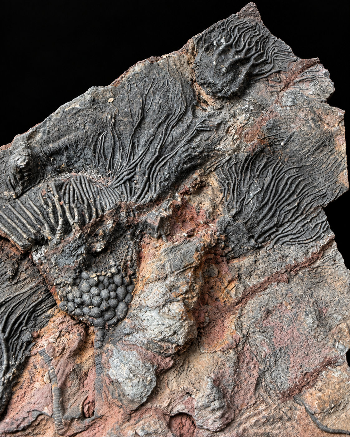 Large crinoid fossil plate – Scyphocrinites – Morocco – 50 cm