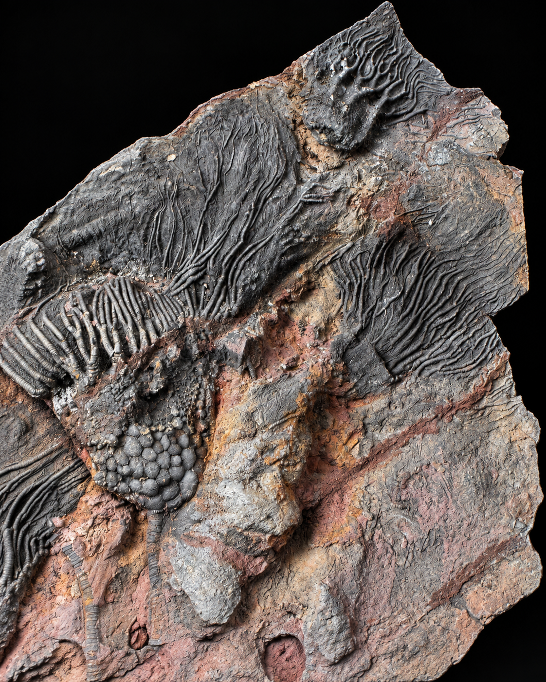 Large crinoid fossil plate – Scyphocrinites – Morocco – 50 cm
