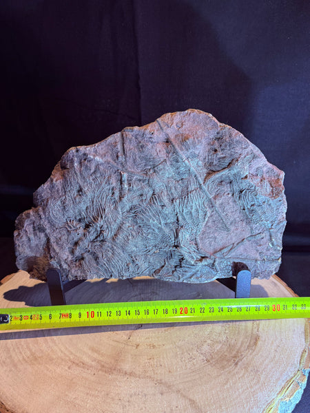 Fossiele zeelelie :een Crinoïde (45x25cm ca. 6kg)