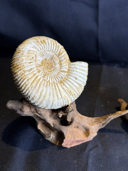 Ammoniet op drijfhout standaard – 7 cm
