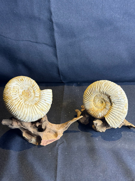 Ammoniet op drijfhout standaard – 7 cm