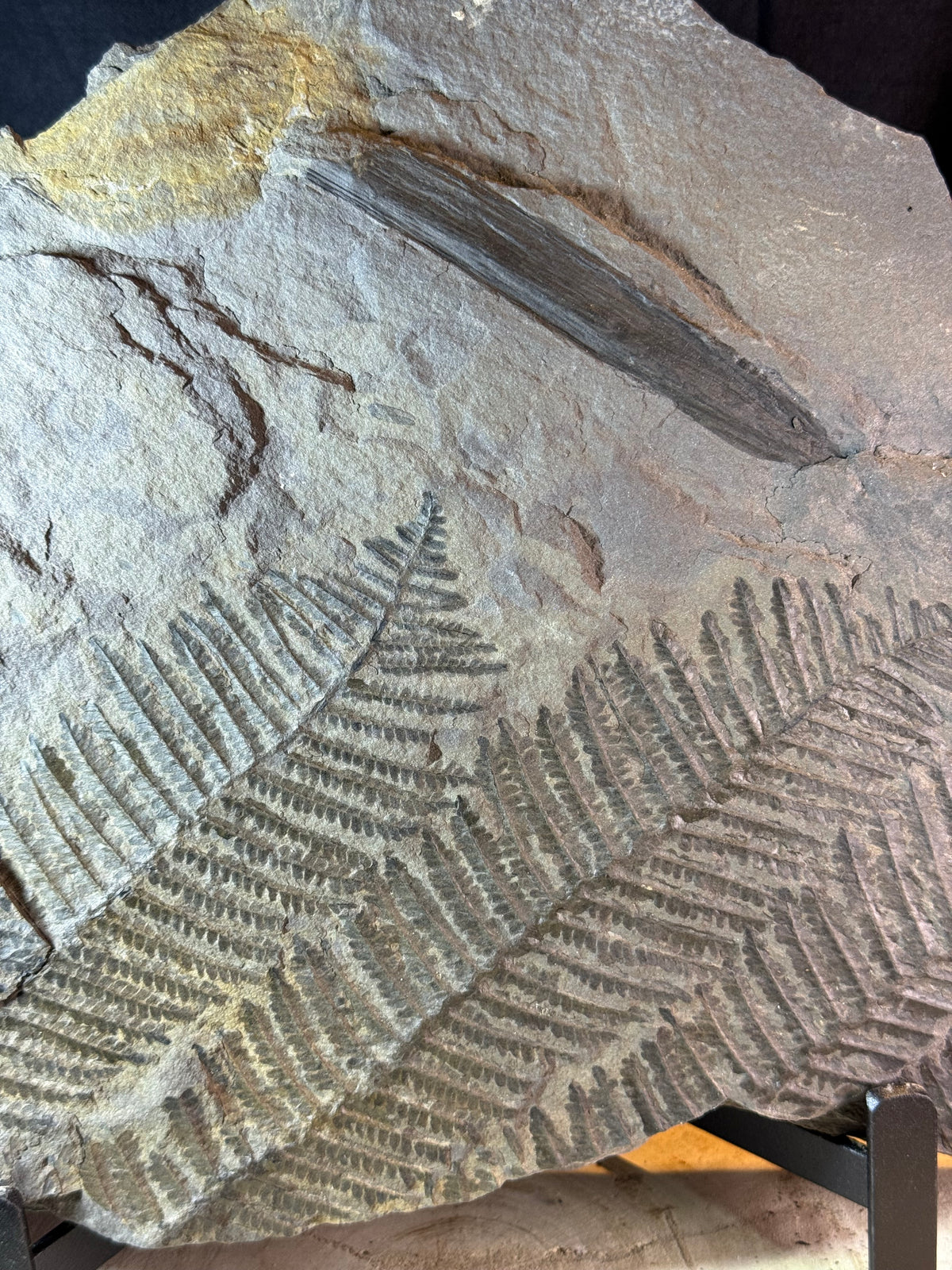Large fossil fern plate – 50 cm – multiple fern impressions