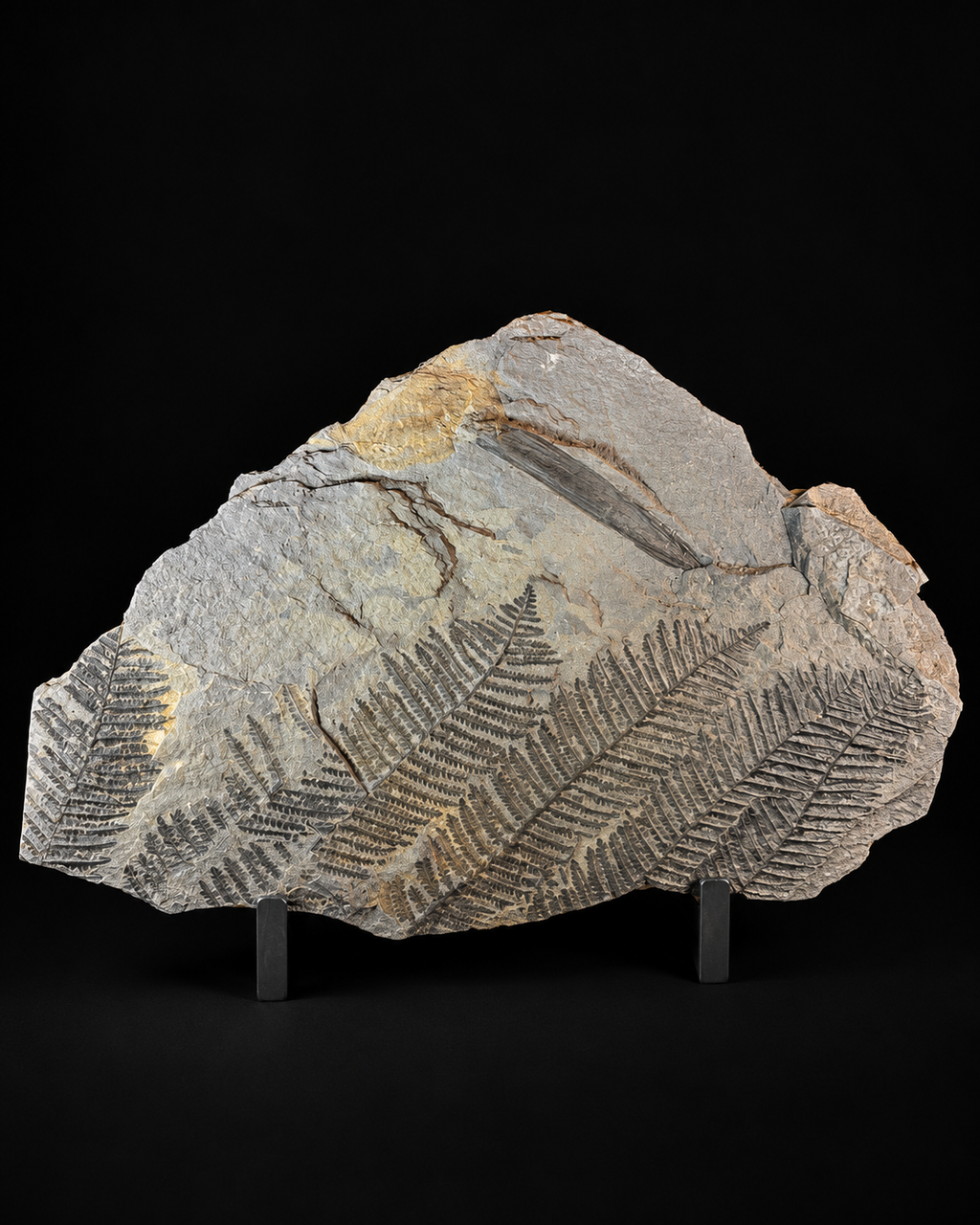 Grande plaque de fougère fossile – 50 cm – plusieurs empreintes de fougères