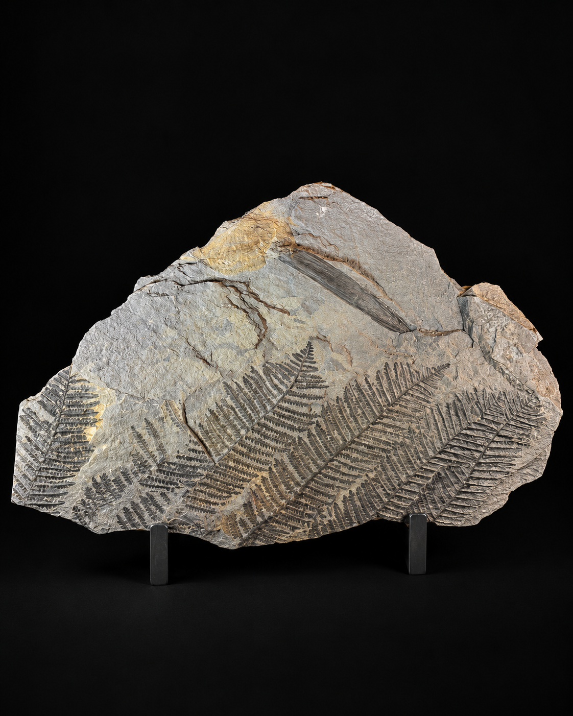 Large fossil fern plate – 50 cm – multiple fern impressions