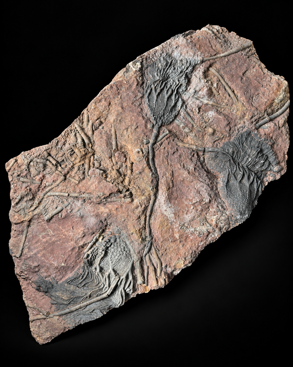 Crinoïden fossiel – Scyphocrinus elegans – Marokko – 45 cm