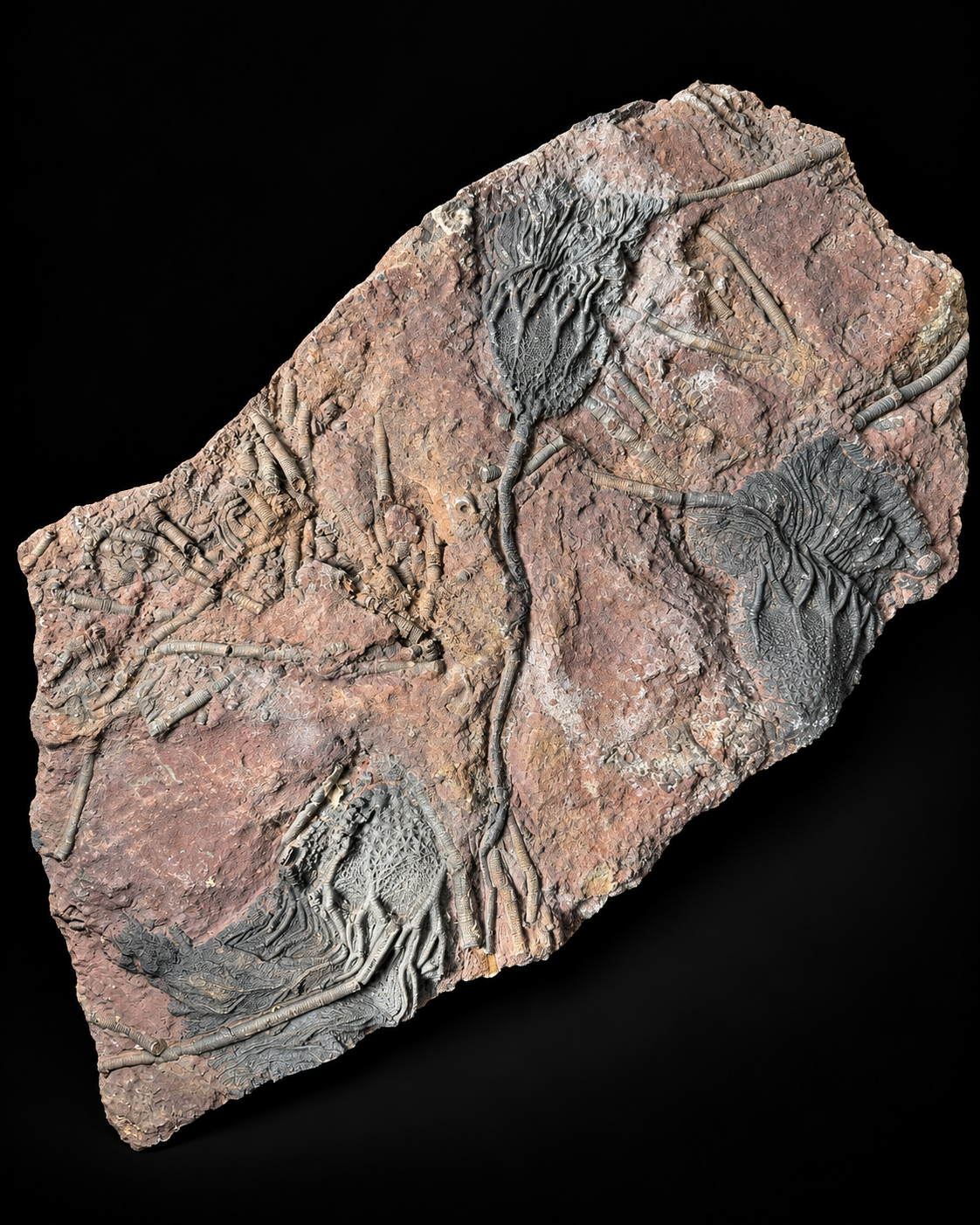 Crinoid fossil – Scyphocrinus elegans – Morocco – 45 cm