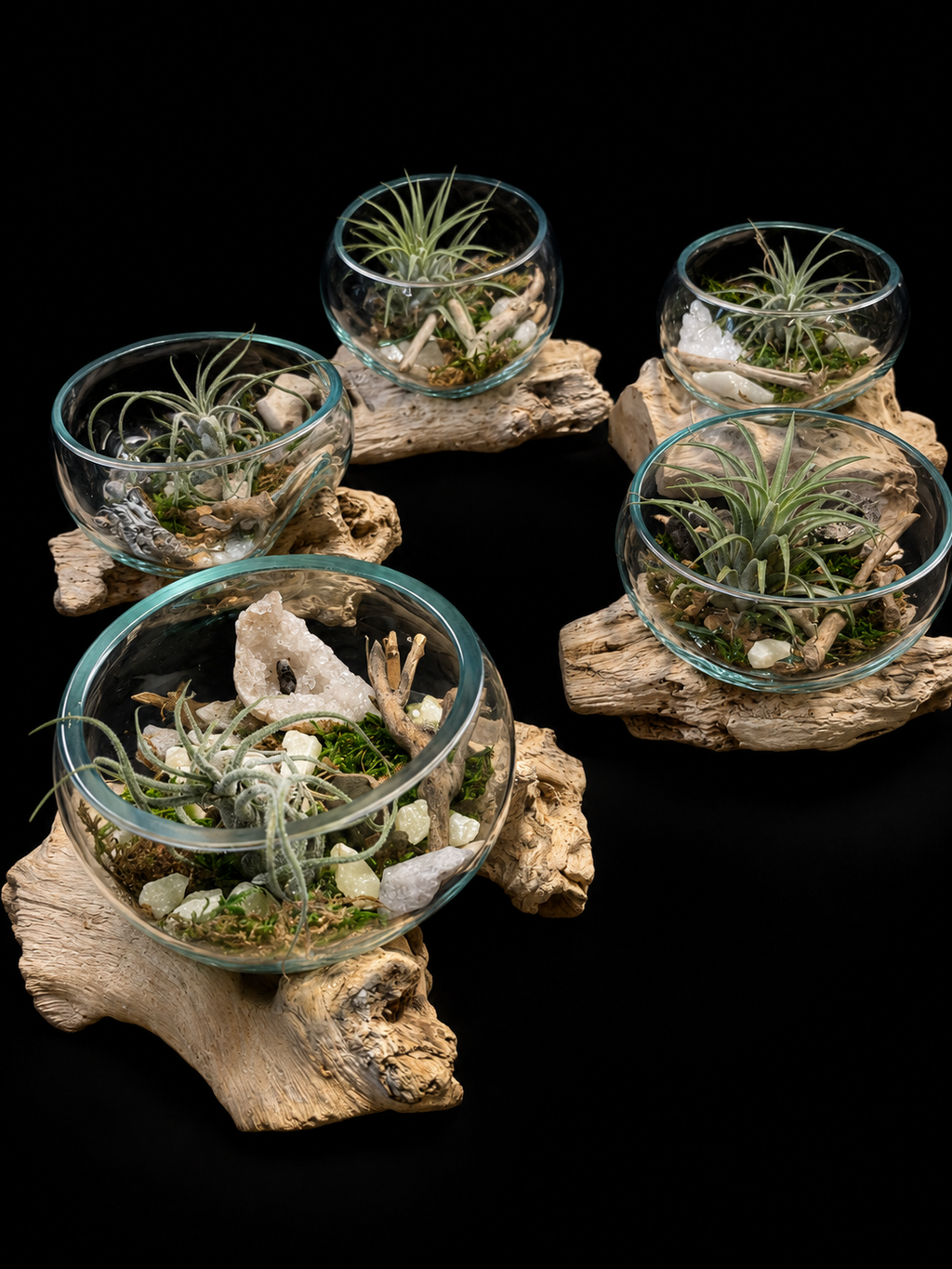 Tillandsia dans du verre soufflé à la bouche sur bois flotté