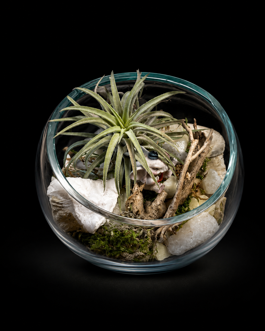 Tillandsia in hand-blown glass on driftwood