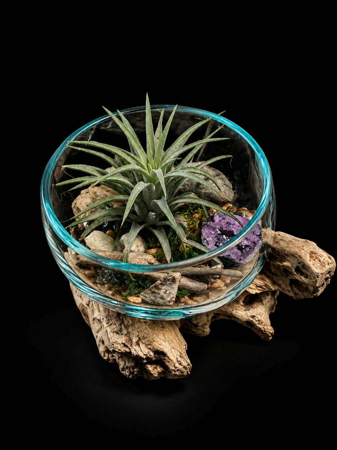 Tillandsia in hand-blown glass on driftwood