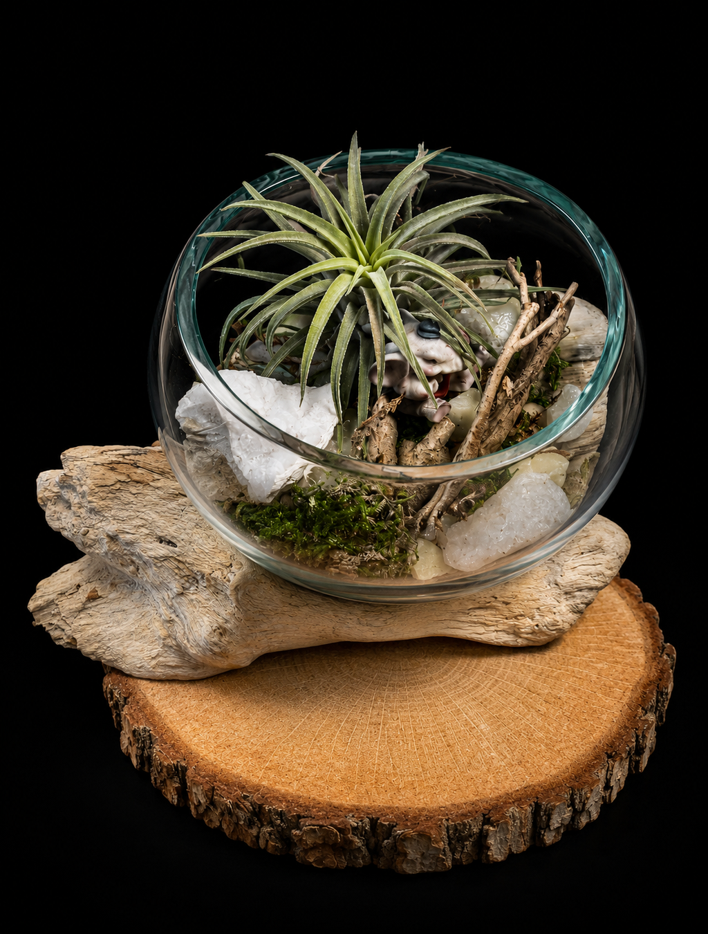 Tillandsia dans du verre soufflé à la bouche sur bois flotté