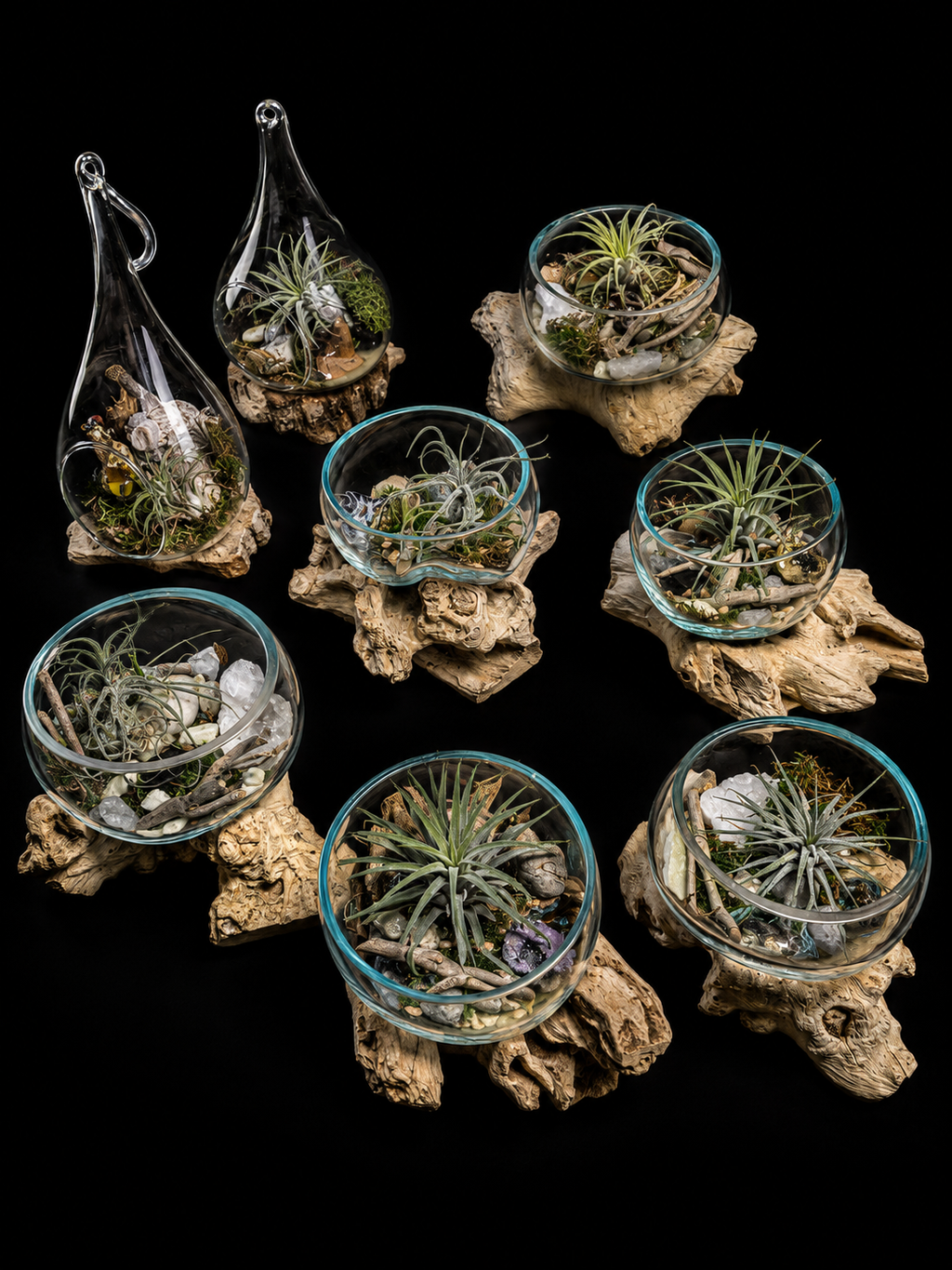 Tillandsia dans du verre soufflé à la bouche sur bois flotté