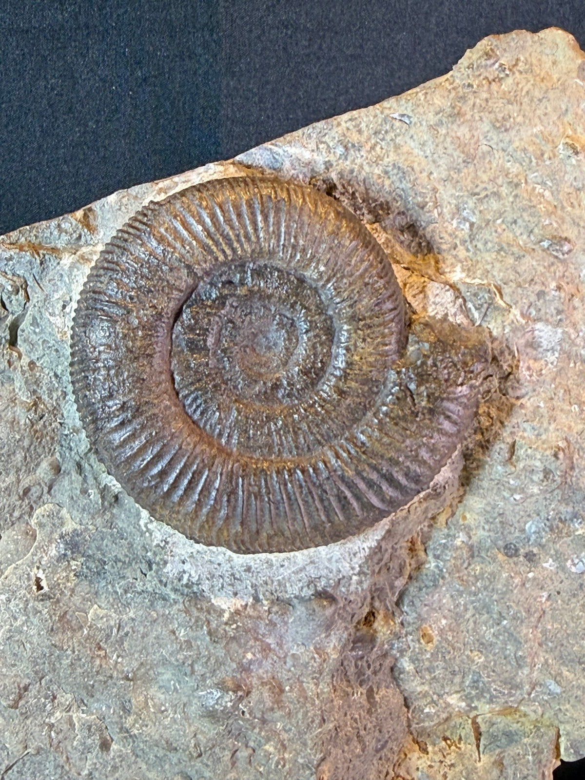 Dactylioceras ammonite with fossil wood – Jurassic – Germany
