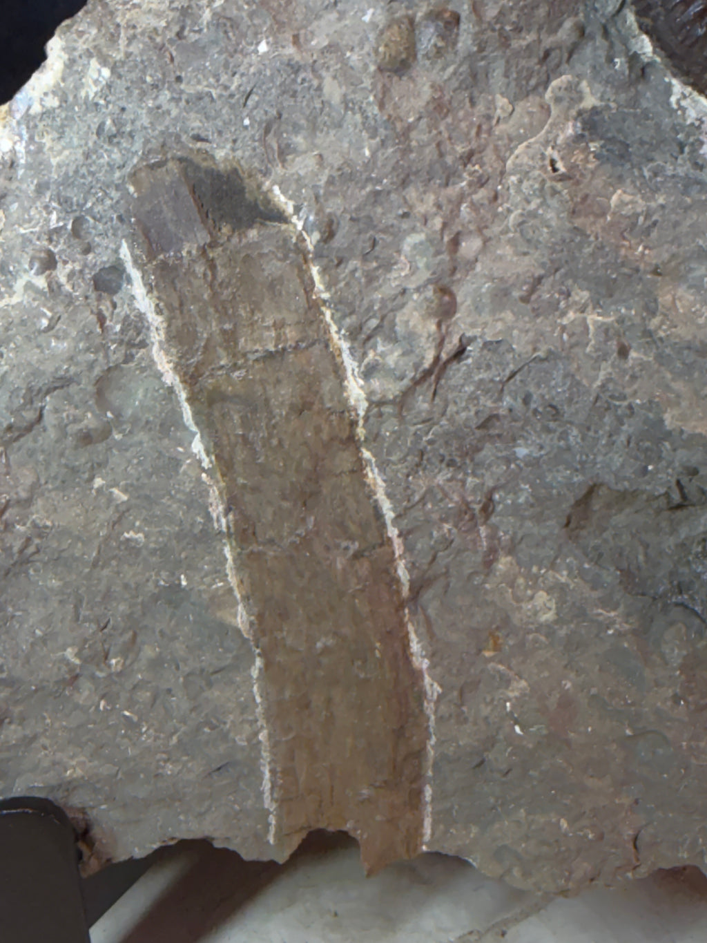 Dactylioceras ammoniet met fossiel hout – Jura – Duitsland