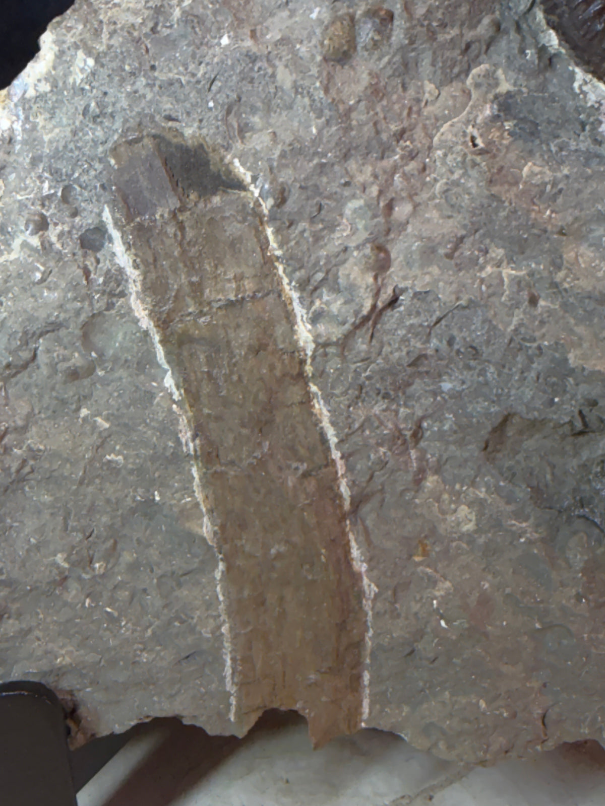 Dactylioceras ammonite with fossil wood – Jurassic – Germany