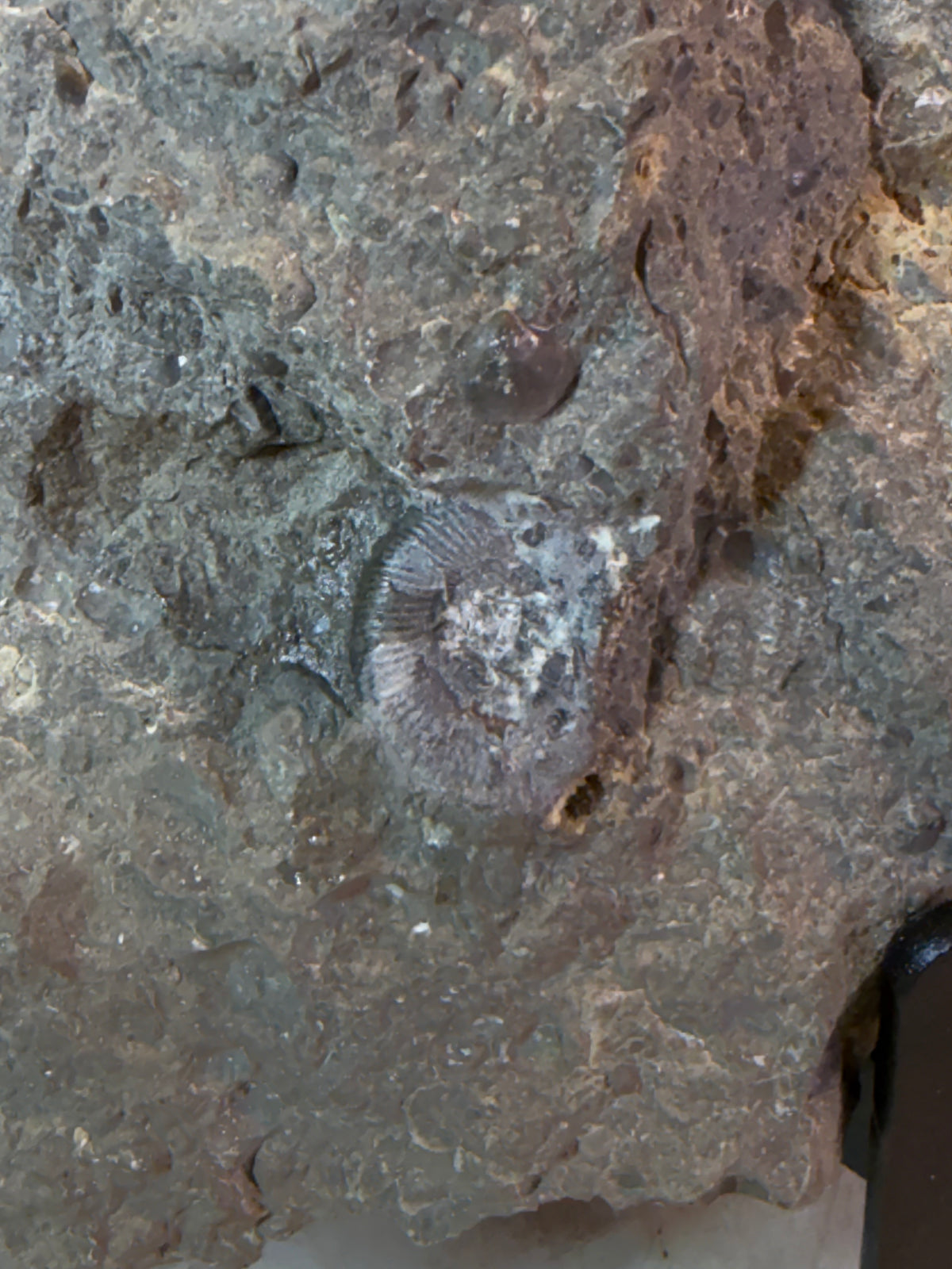 Dactylioceras ammonite with fossil wood – Jurassic – Germany