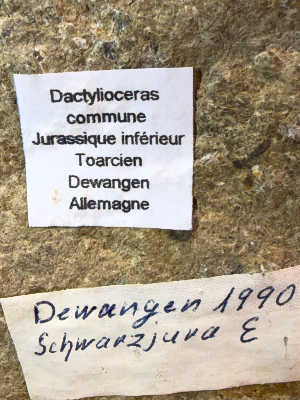 Dactylioceras ammonite with fossil wood – Jurassic – Germany