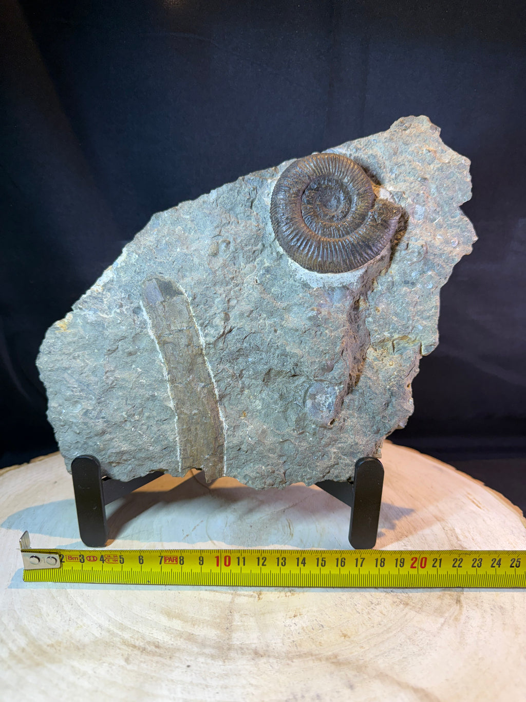 Dactylioceras ammoniet met fossiel hout – Jura – Duitsland
