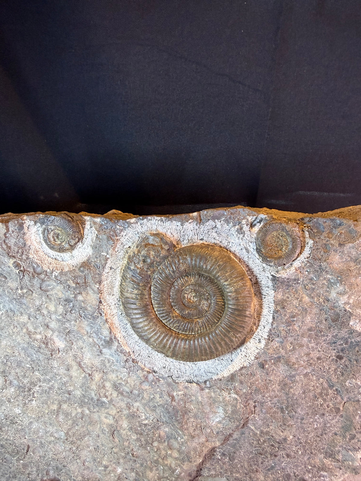 Dactylioceras ammonite plate – Jurassic – Germany – 30 cm