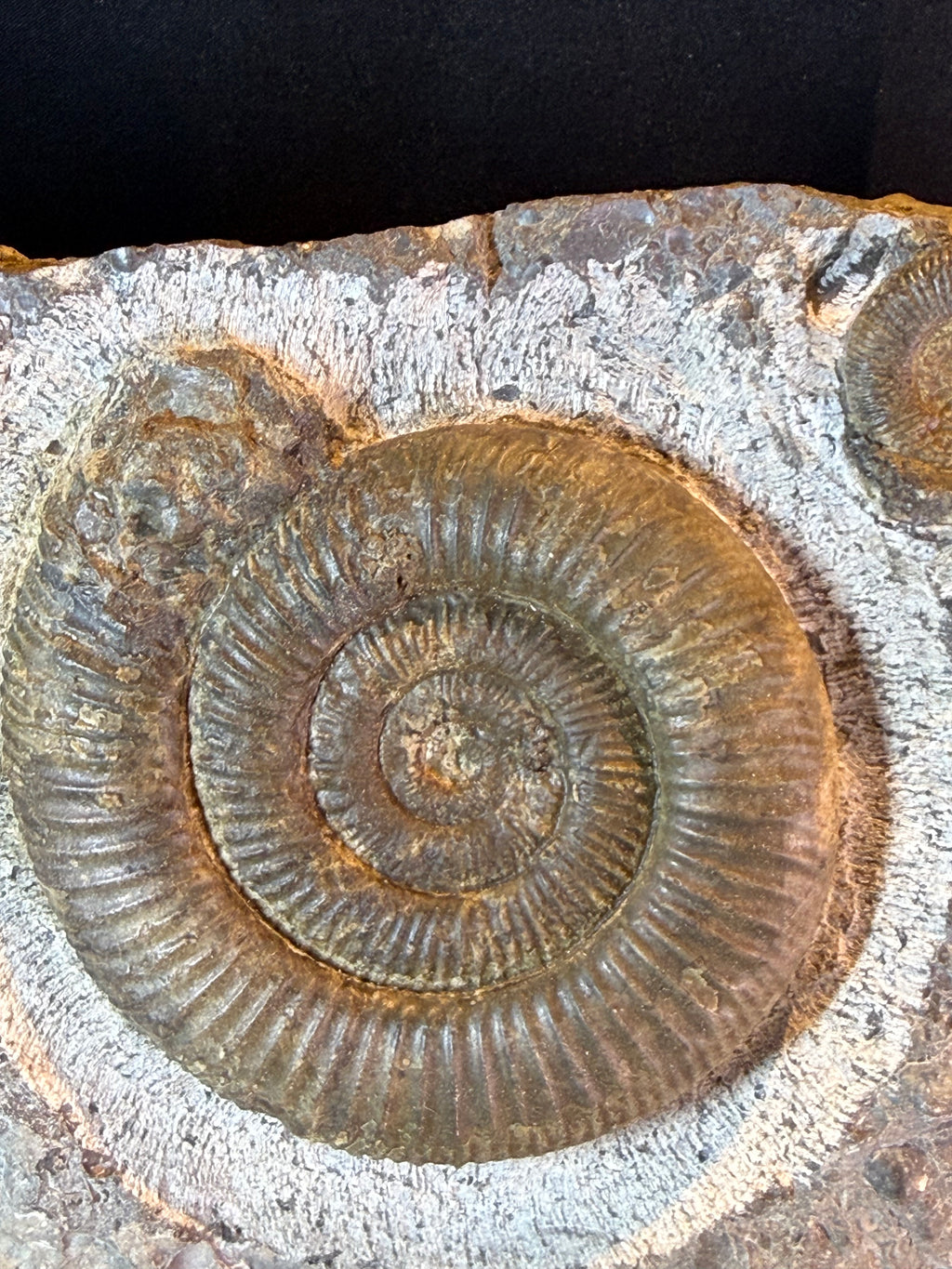 Plaque d'ammonites Dactylioceras – Jurassique – Allemagne – 30 cm
