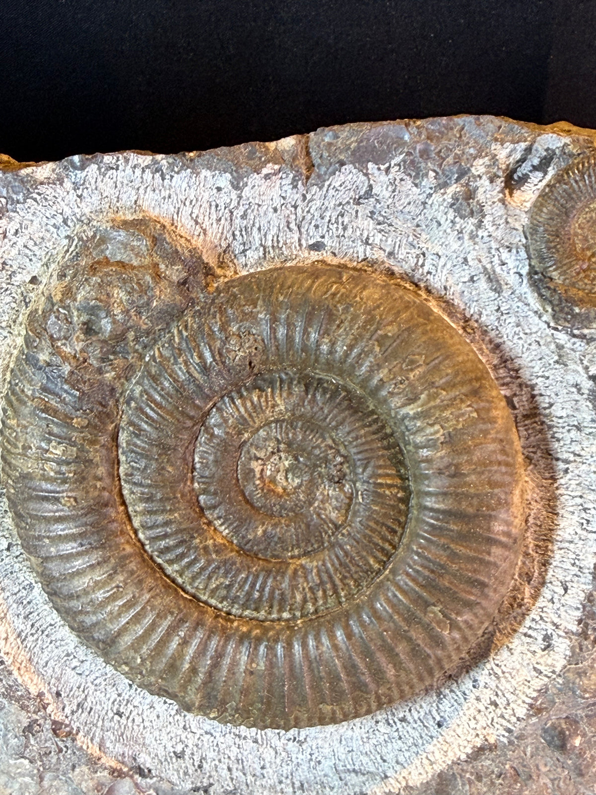 Dactylioceras ammonite plate – Jurassic – Germany – 30 cm