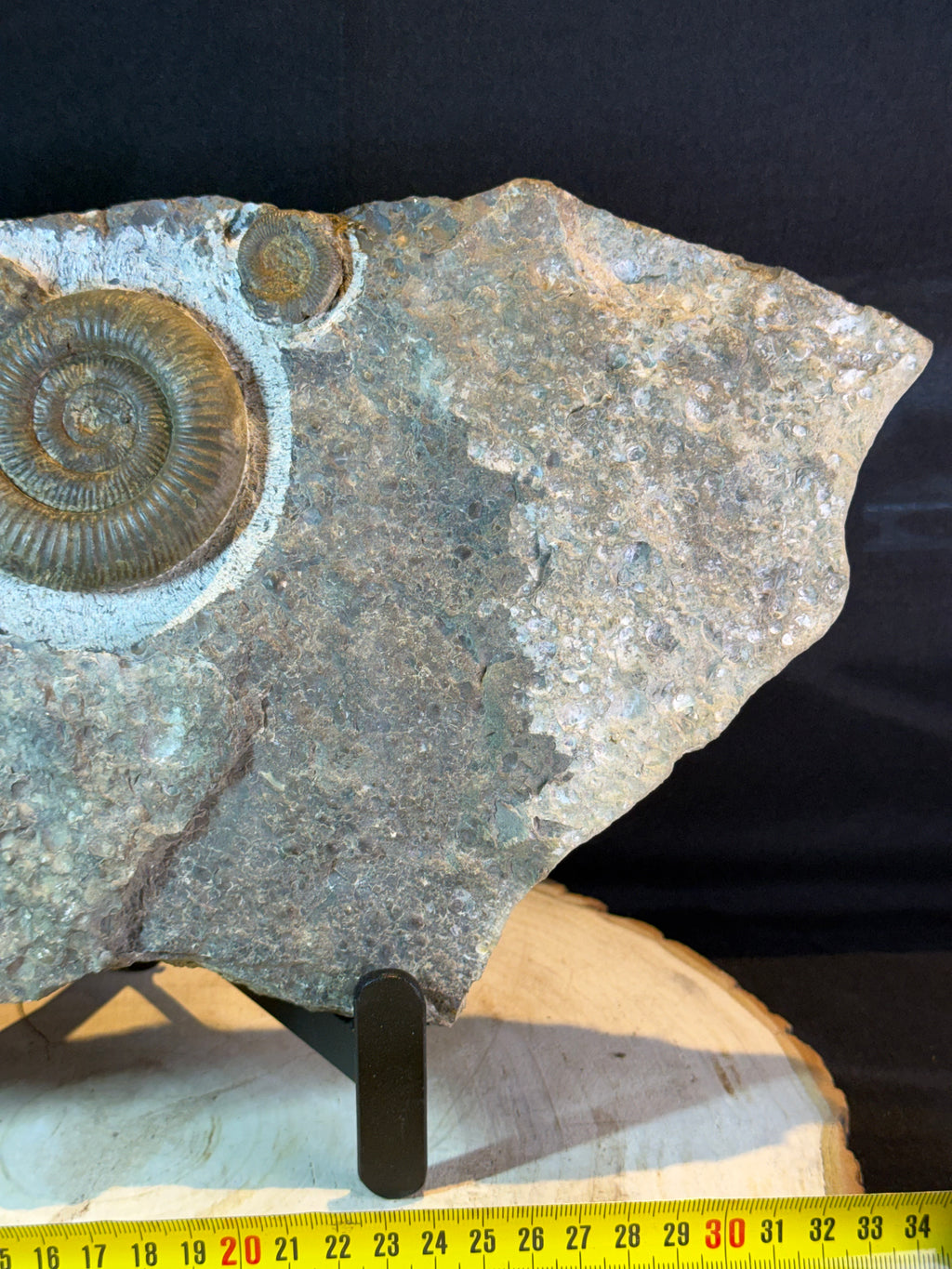 Plaque d'ammonites Dactylioceras – Jurassique – Allemagne – 30 cm