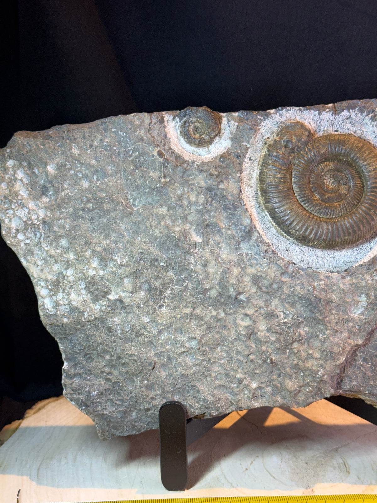 Dactylioceras ammonite plate – Jurassic – Germany – 30 cm