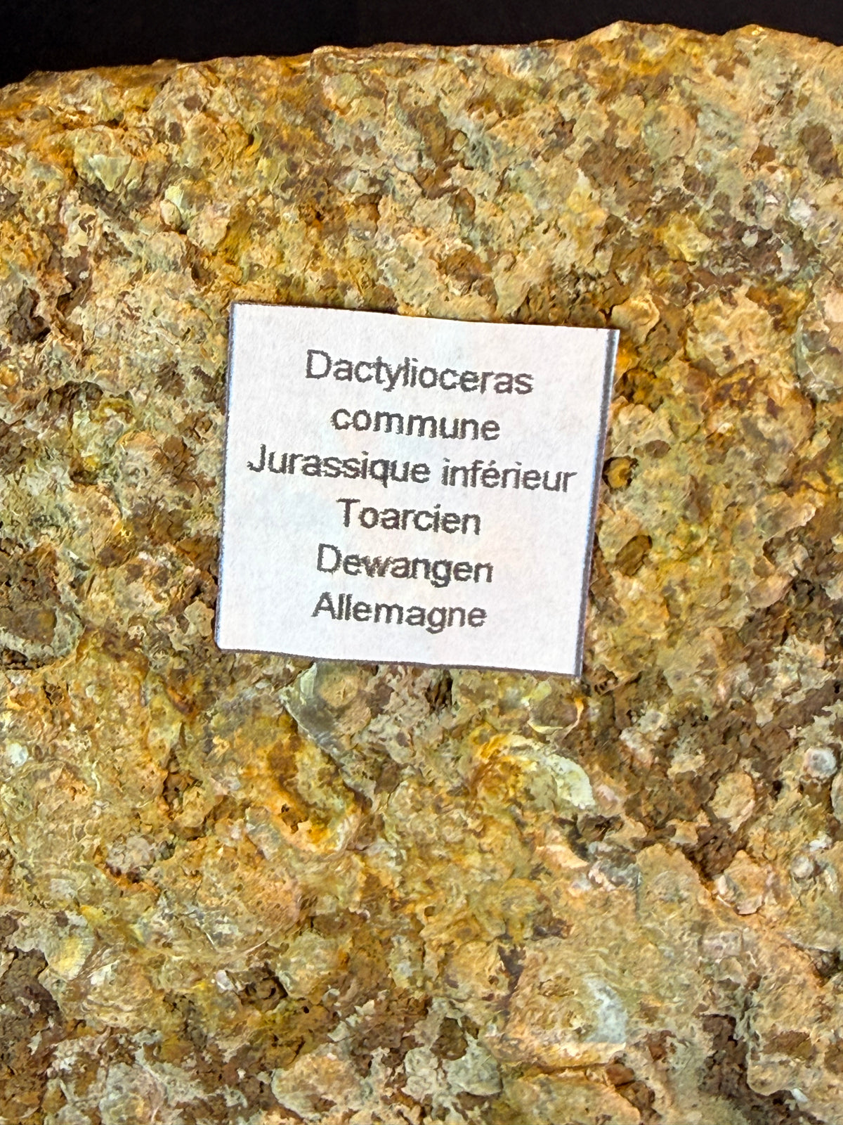 Plaque d'ammonites Dactylioceras – Jurassique – Allemagne – 30 cm