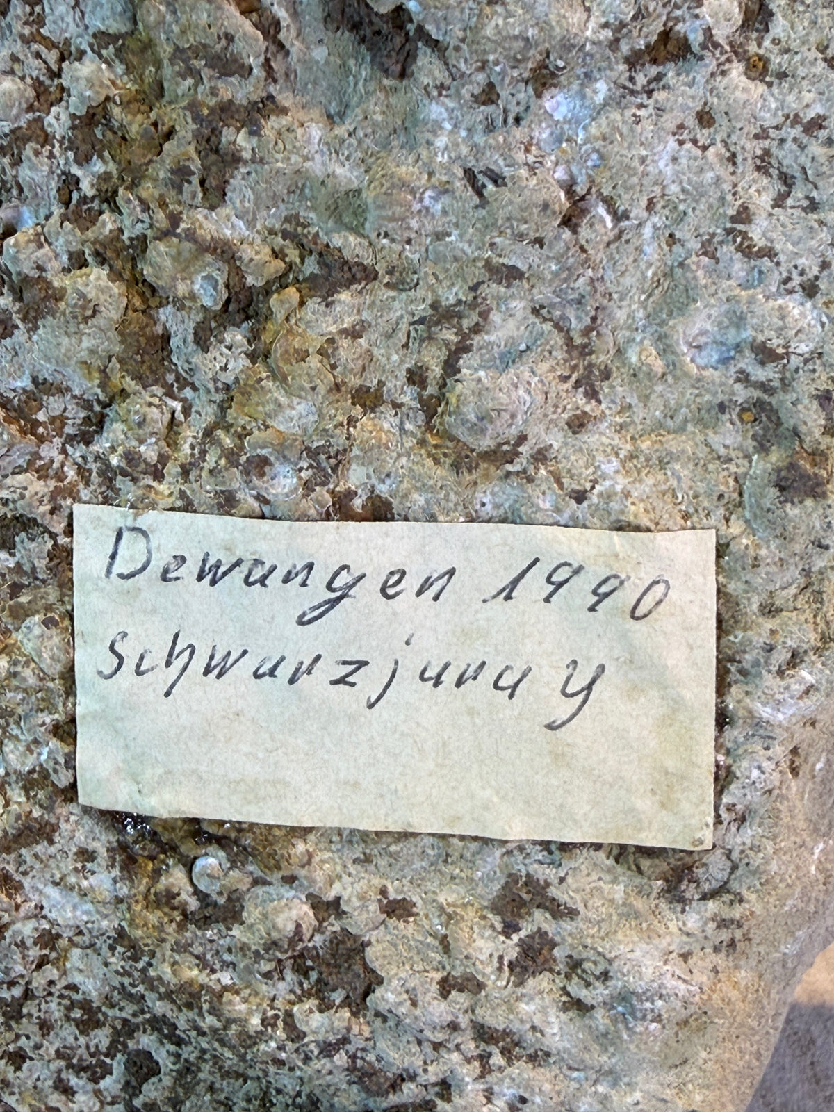 Plaque d'ammonites Dactylioceras – Jurassique – Allemagne – 30 cm
