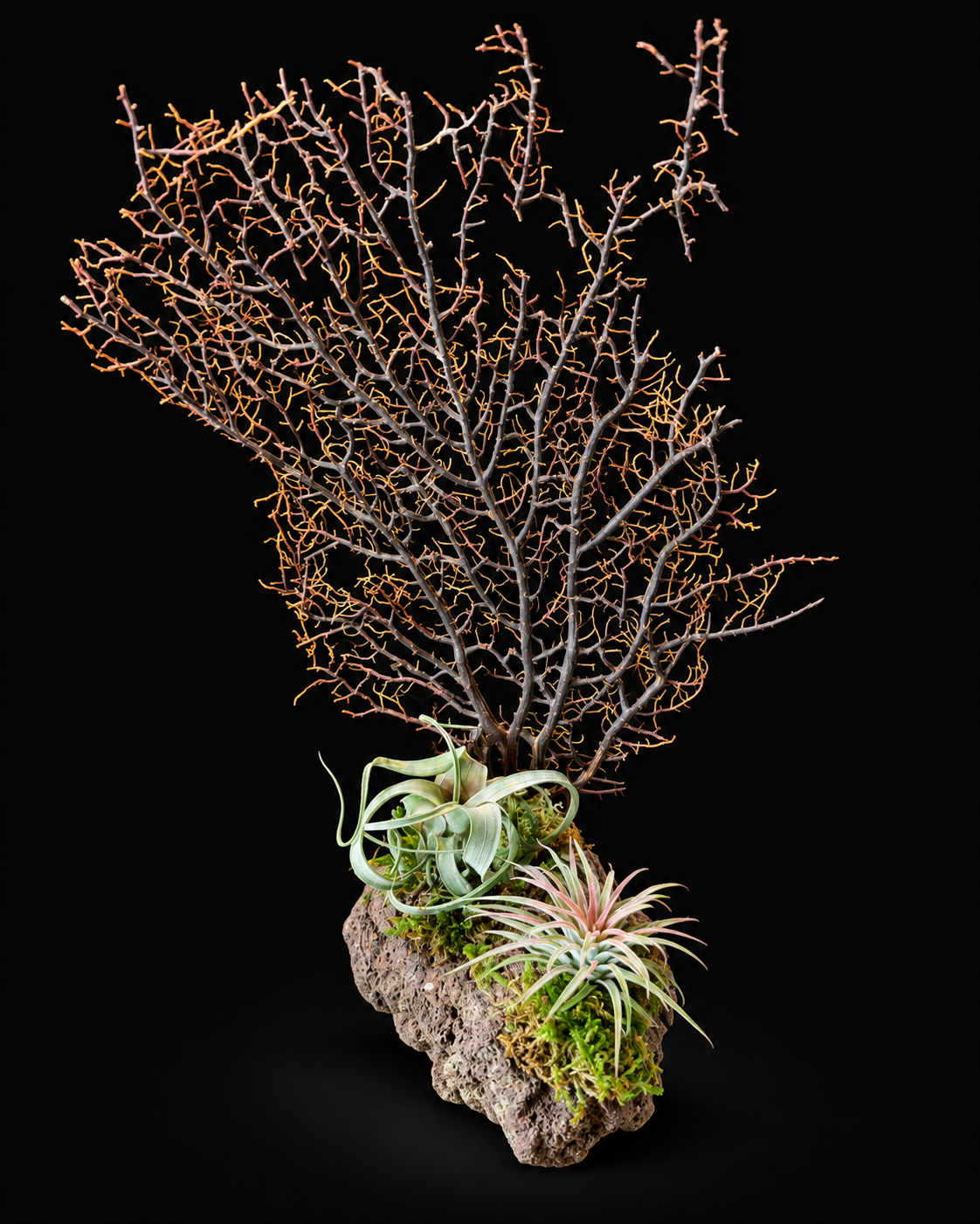 Coral with Tillandsia – natural creation – 34 cm