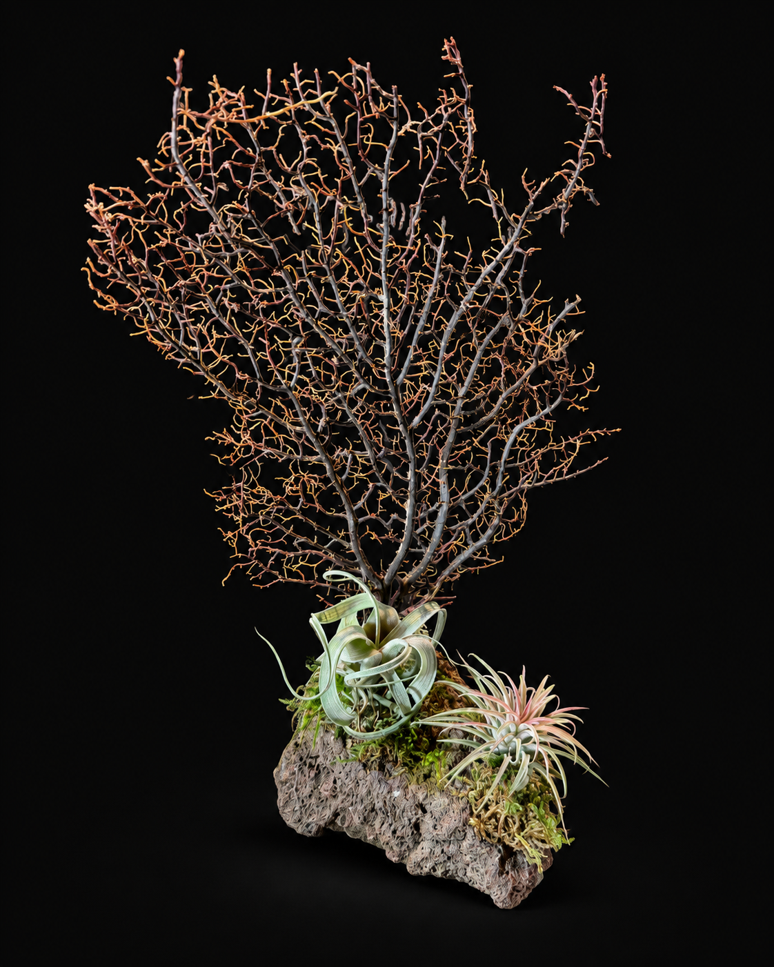 Coral with Tillandsia – natural creation – 34 cm