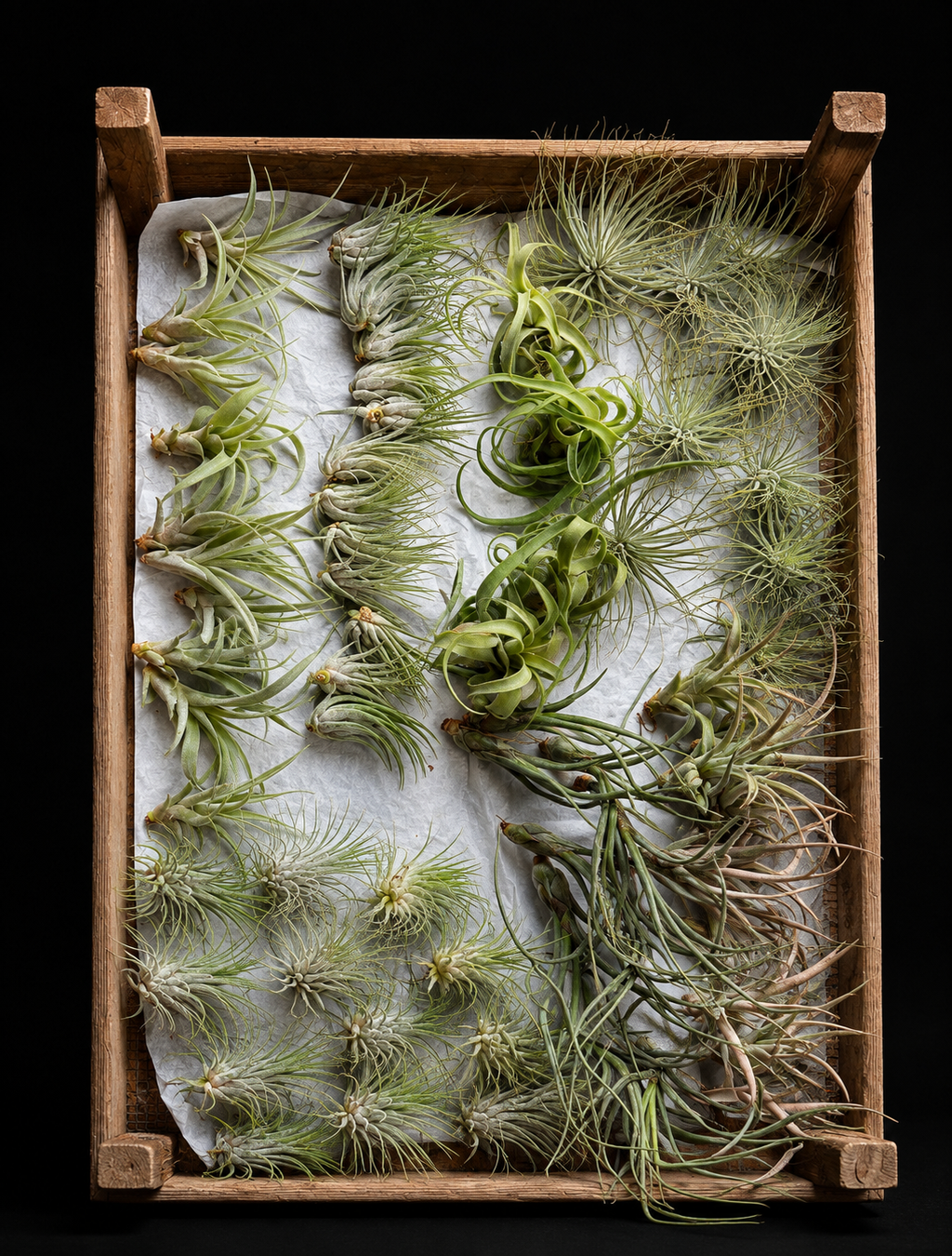Tillandsias / Plantes aériennes – vaste choix