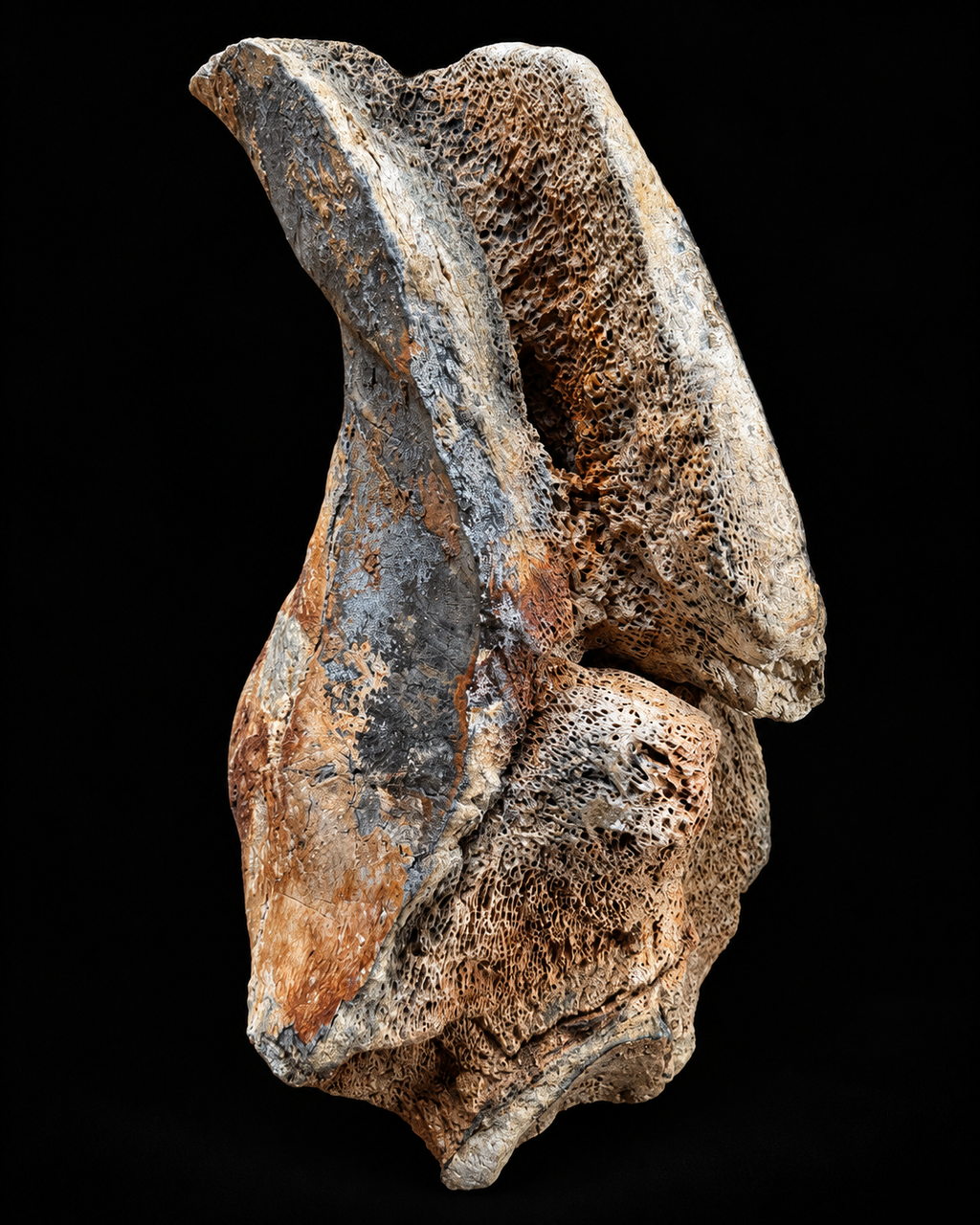 Bekkenfragment wolharige mammoet – Noordzee – 45 cm