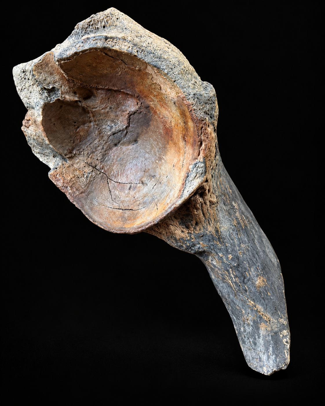 Woolly mammoth pelvic fragment – North Sea – 45 cm
