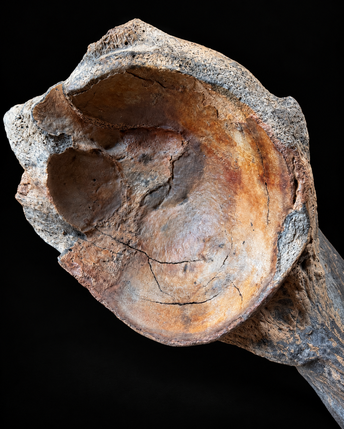 Woolly mammoth pelvic fragment – North Sea – 45 cm