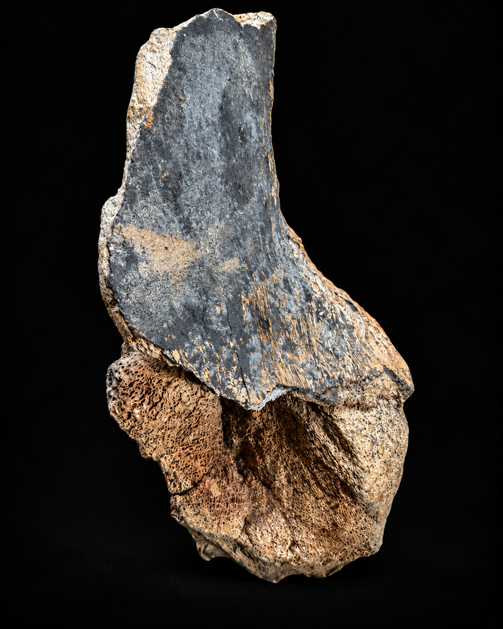 Bekkenfragment wolharige mammoet – Noordzee – 45 cm